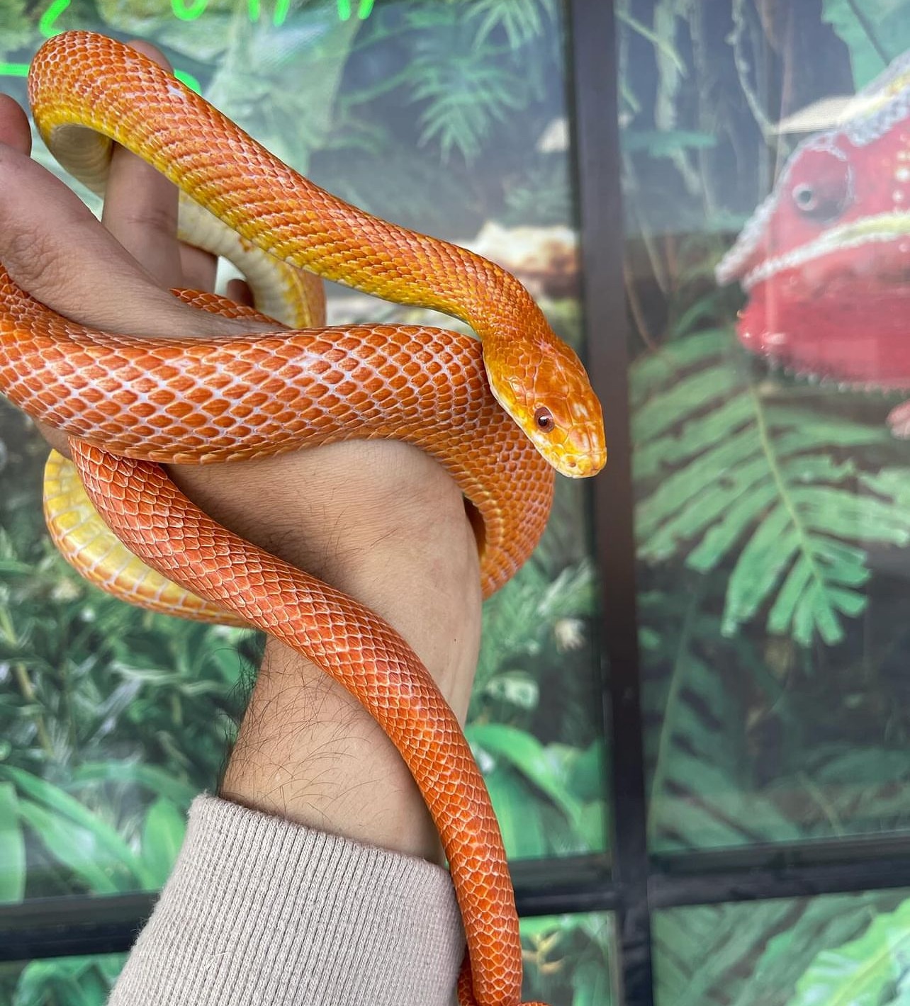 Lllreptile shipping shop